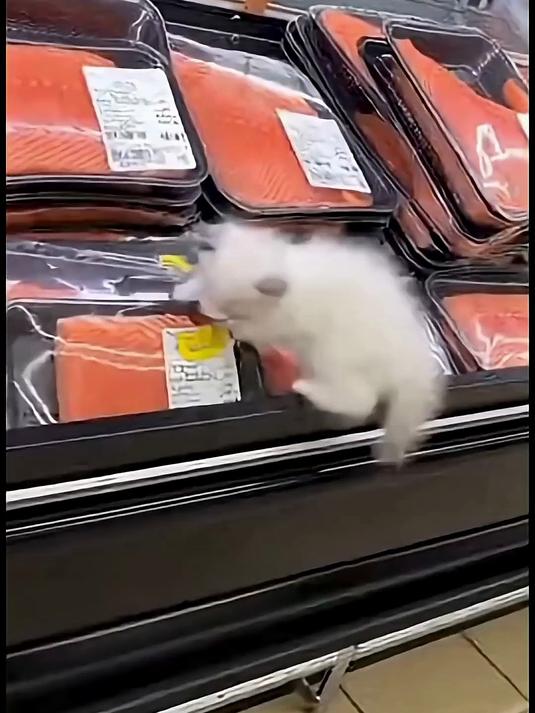 猫咪吃鱼，搞笑无敌