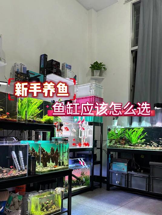新手养鱼鱼缸应该怎么选择呢？#养鱼小白必看#
