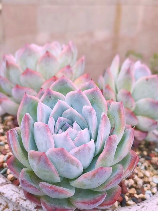 哦豁！我这盆三头的多肉老桩自动分家了！