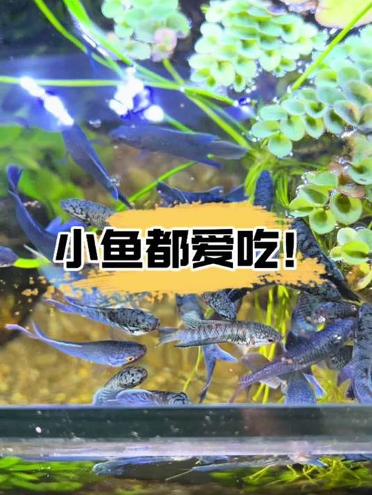 中小鱼都爱的饲料!高蛋白膨化,易消化不浑水