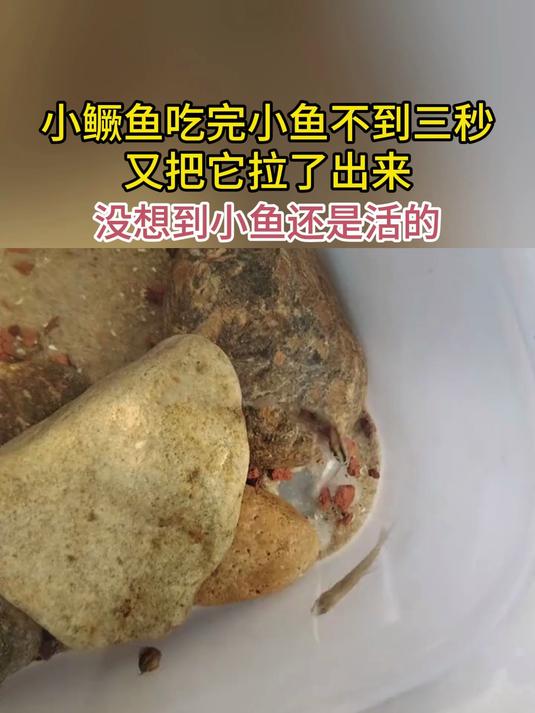 小鳜鱼吃完小鱼不到三秒 又把它拉了出来 没想到小鱼还是活的