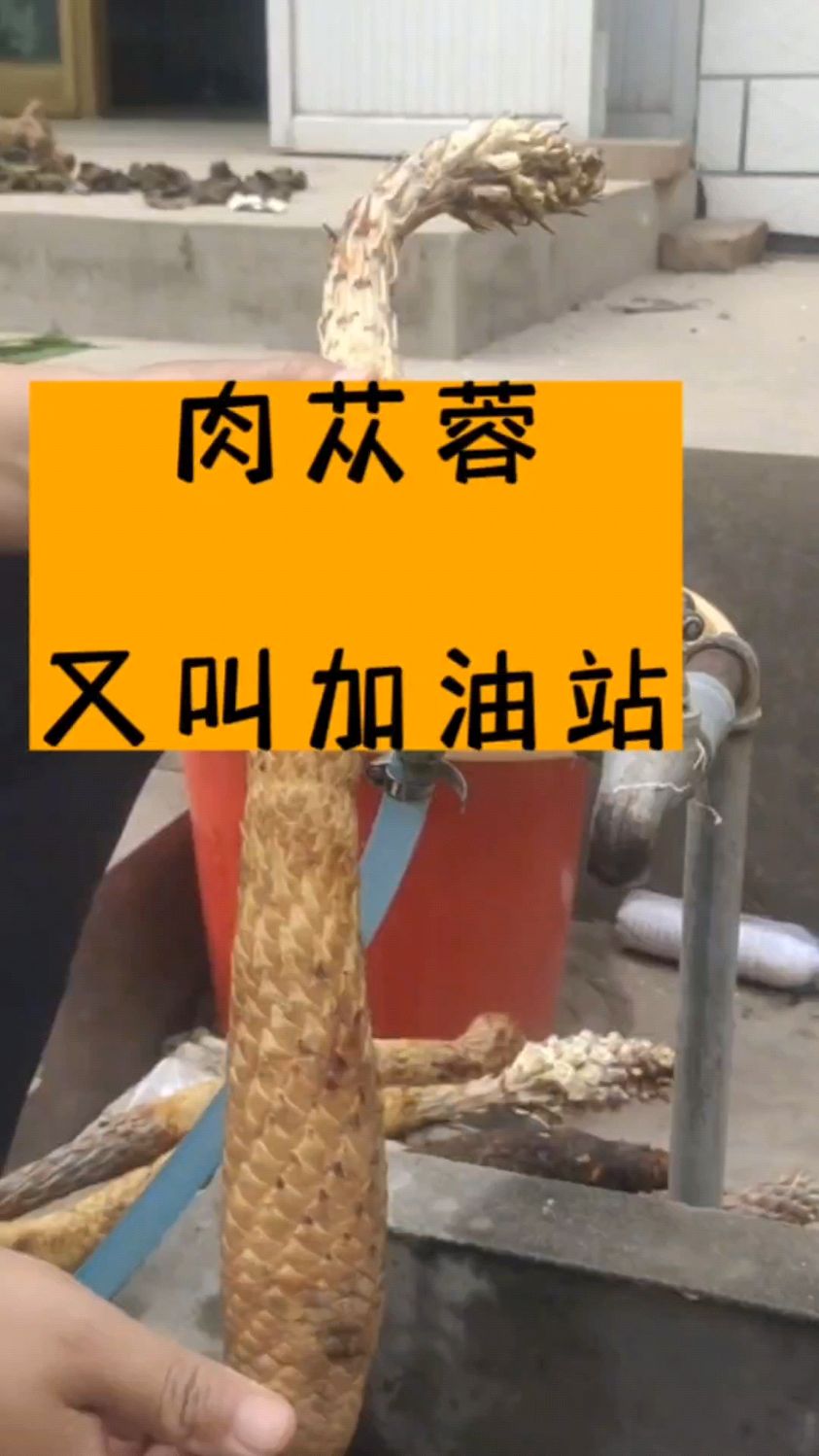 肉苁蓉又叫地精,真正肉苁蓉是这样的,介绍两种吃法