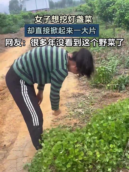 女子想挖灯盏菜,却直接掀起来一大片