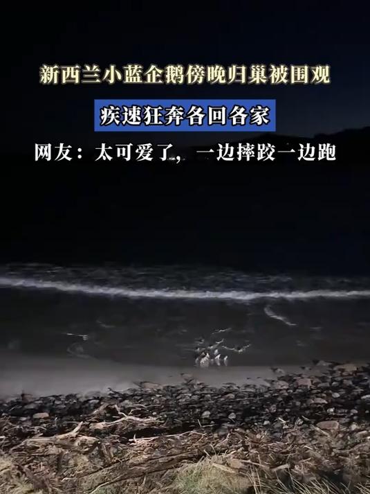 新西兰小蓝企鹅傍晚归巢被围观,疾速狂奔各回各家