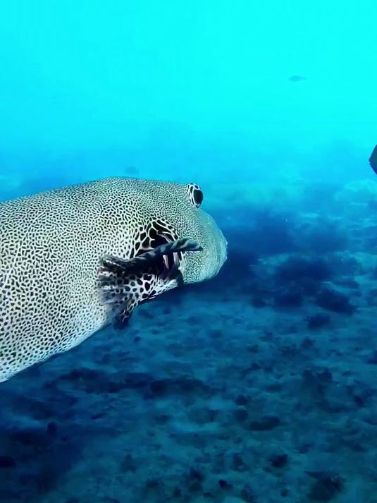 星空河豚与苏眉鱼……