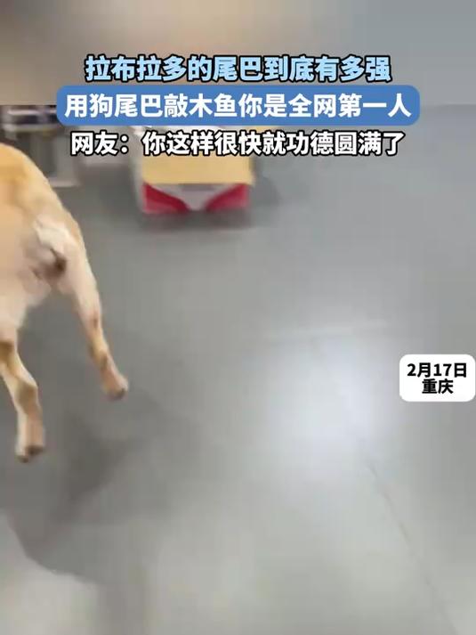 拉布拉多的尾巴到底有多强,用狗尾巴敲木鱼你是全网第一人