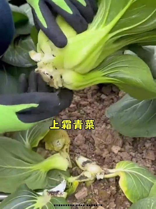 露天霜冻苏州青青菜 冬季必备 脆嫩香甜超下饭