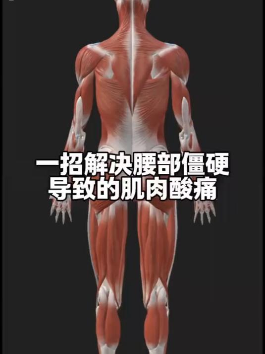 一招解决腰部僵硬导致的肌肉酸痛！