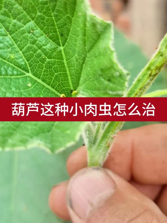 葫芦这种小肉虫怎么治1