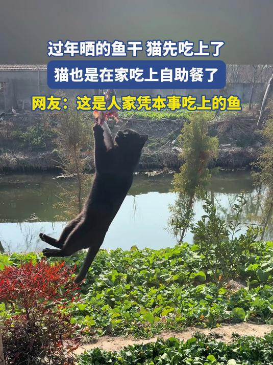 过年晒的鱼干 猫先吃上了,过年晒的鱼干 猫先吃上了