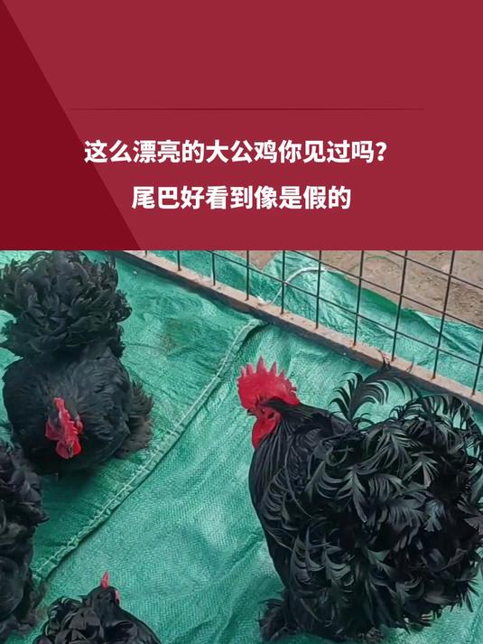这么漂亮的大公鸡你见过吗?尾巴好看到像是假的