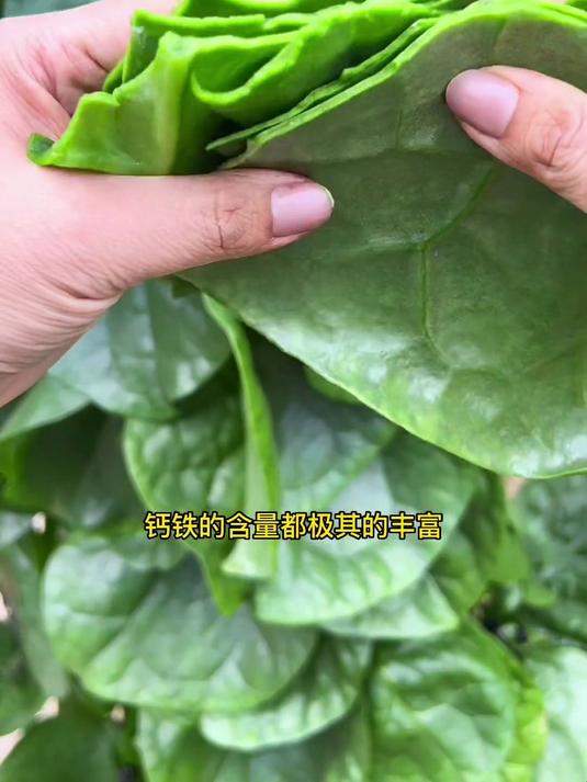 天然补钙小能手,大叶木耳菜苗,口感滑嫩宝宝爱