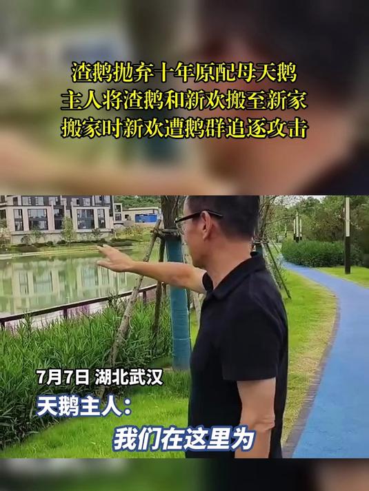 渣鹅抛弃十年原配母天鹅，主人将渣鹅和新欢搬至新家，搬家时新欢遭鹅群追逐攻击