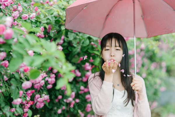 图片[7]-雨中蔷薇-六色网