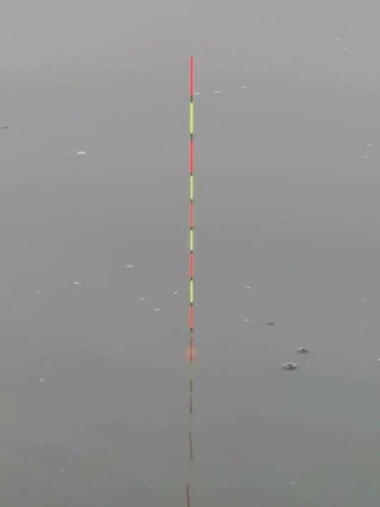 黑坑钓青鱼 专用珠珠来袭 多种味型可选超实用