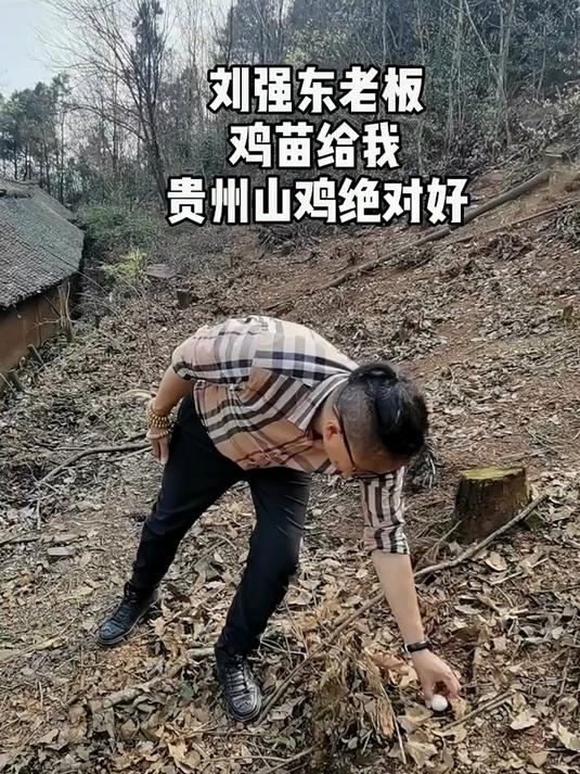 刘强东老板,你的鸡苗给我我在贵州给你养鸡!