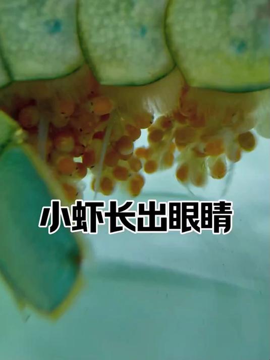 虾卵已经全部长出小眼睛 距离生产期越来越近 值得期待！