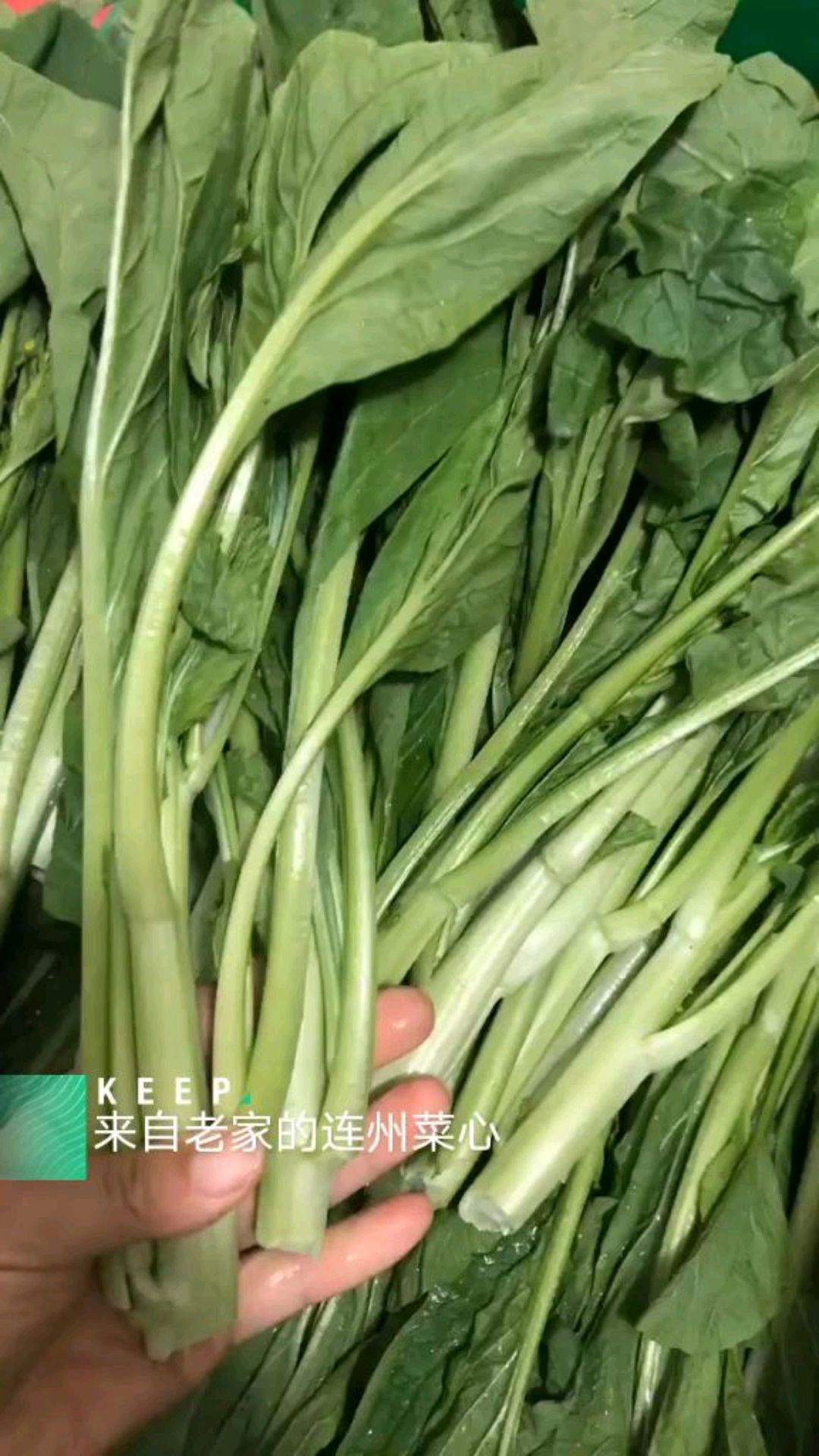 来自连州小山村的小豚鼠分享本地特产连州菜心