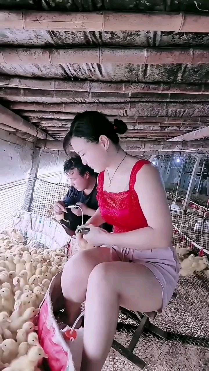 养鸭如何拉骨架快速给鸭子增肥