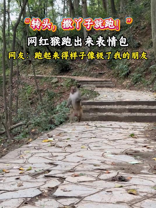 网红猴跑出来表情包，网友：像极了我得朋友