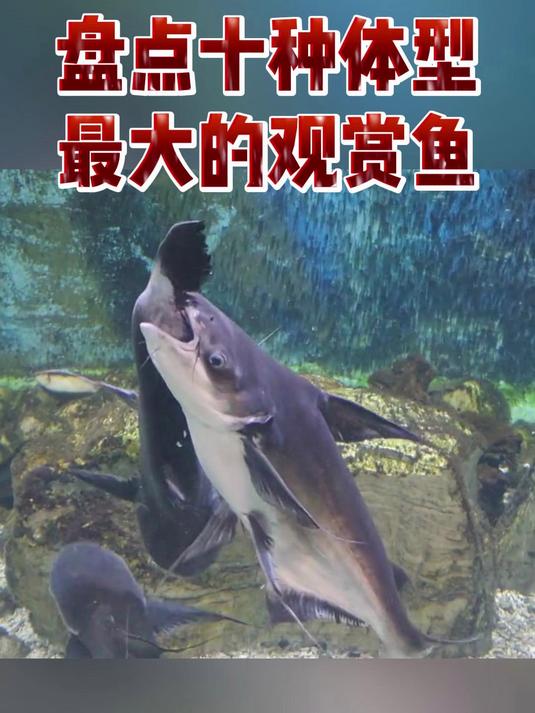 盘点十种体型最大的观赏鱼