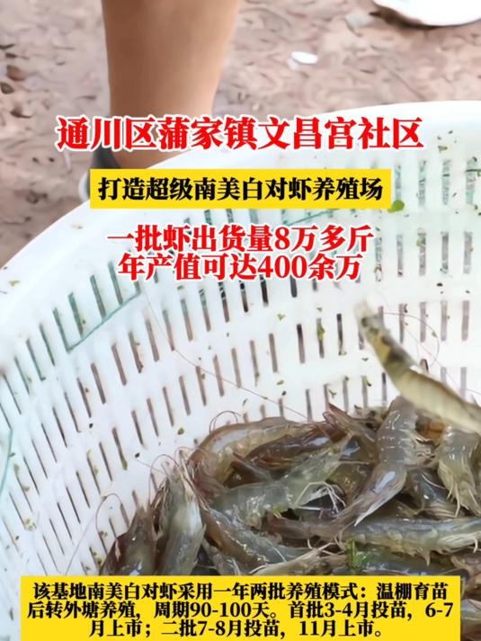 厉害!四川超级养虾场,一批虾出8万多斤,年产值可达400余万!
