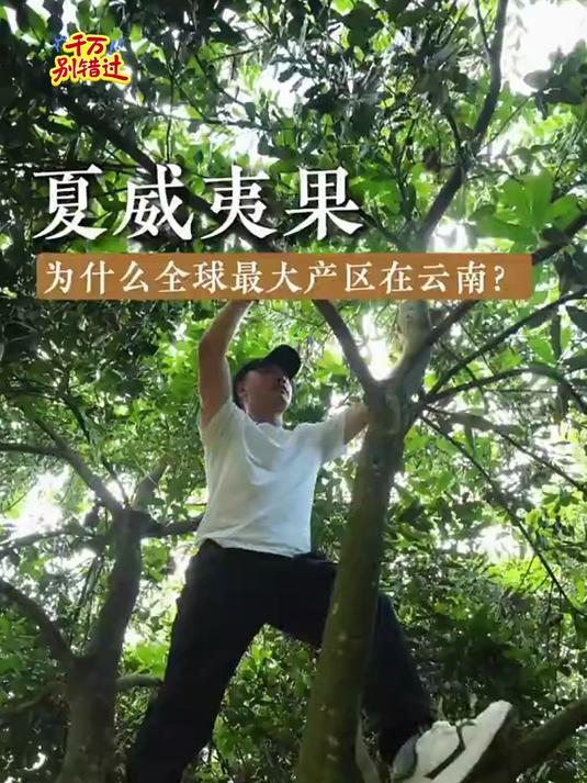 欧洲的天价坚果,我们终于把夏威夷果的价格打下来了!