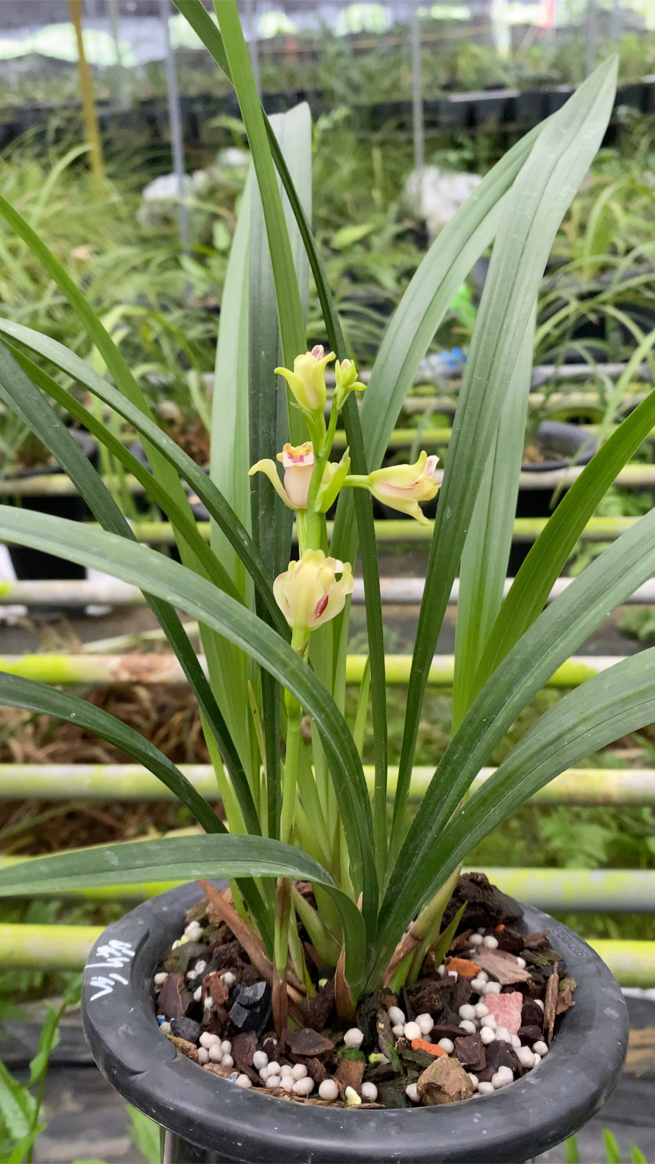 兰花建兰彩云追月也叫四季大白菜