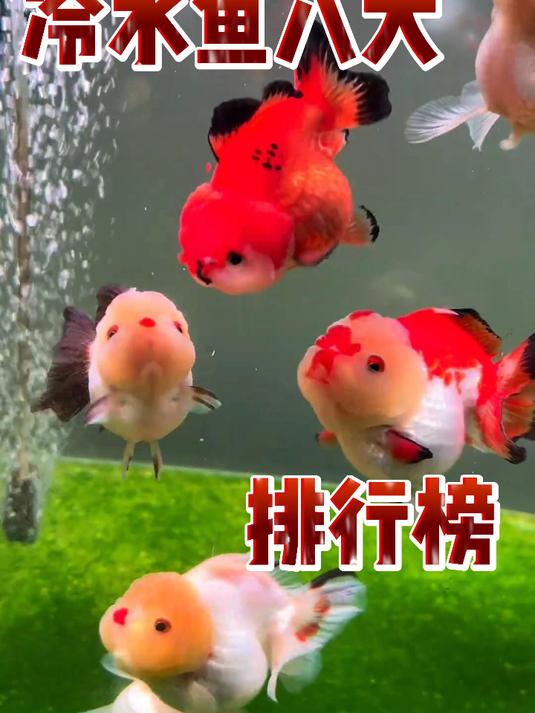 冷水鱼八大排行榜