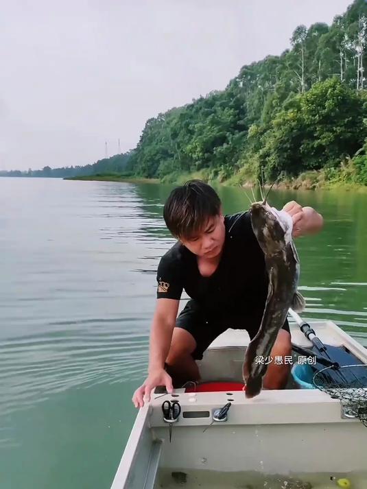 那么大的埃及鱼,可惜了,应该有78斤吧