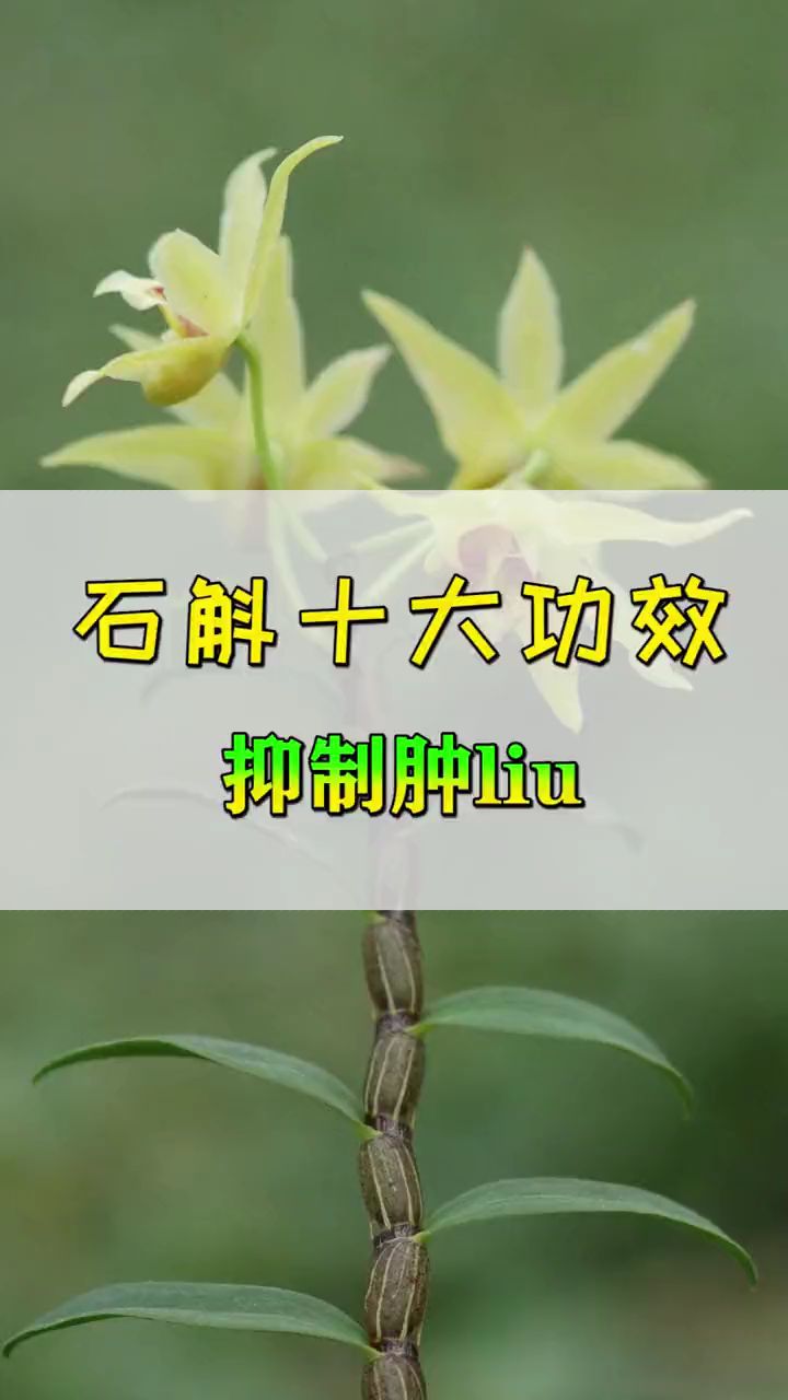 铁皮石斛的功效有哪些?