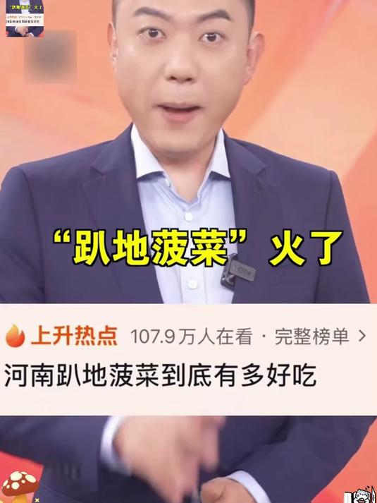 河南霜打趴地菠菜，红根厚叶清甜无涩，清炒免焯水