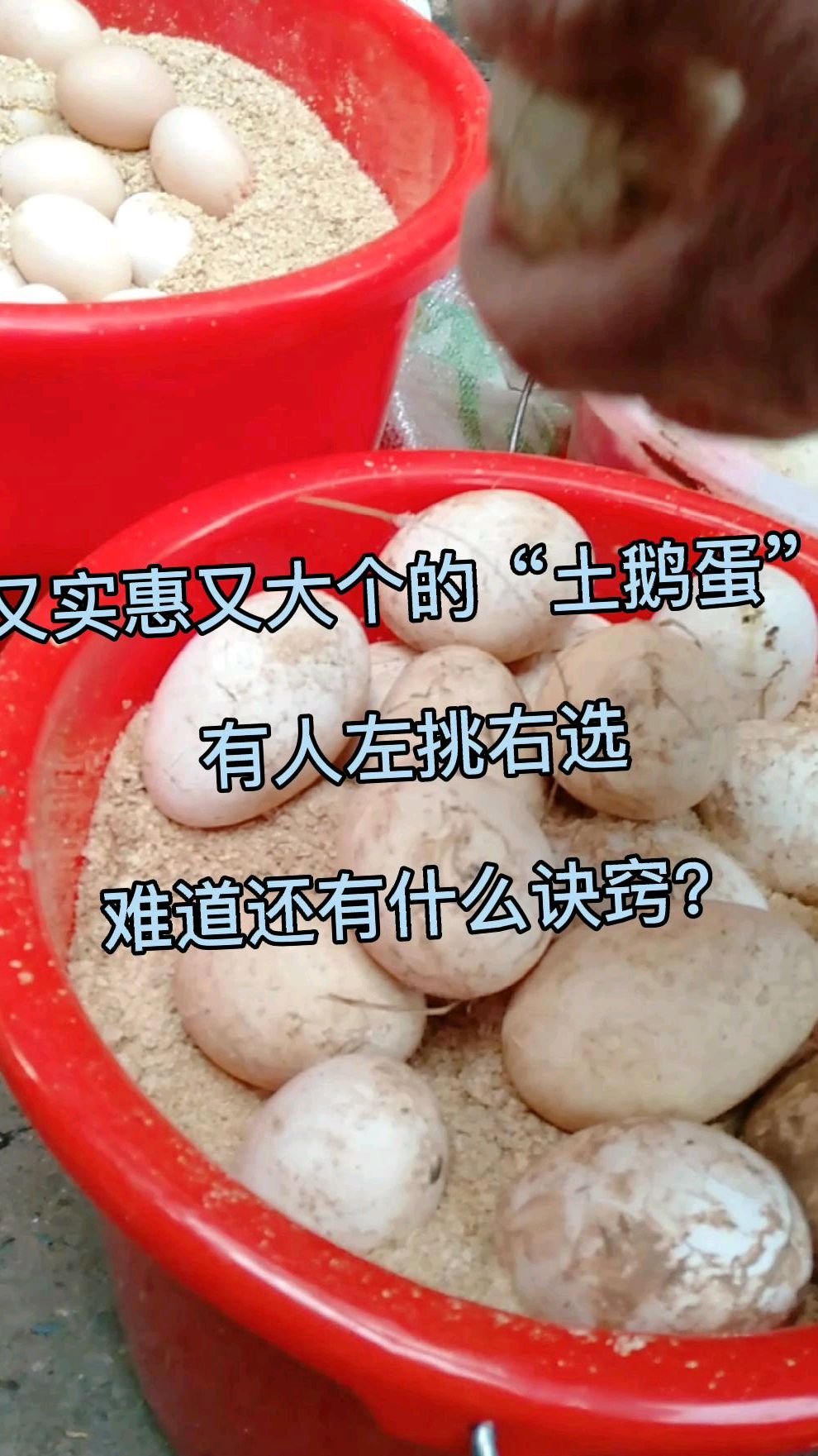 看看农家人养的“土鹅蛋”,又大又实惠,有人左挑右选,难道还有什么窍门?
