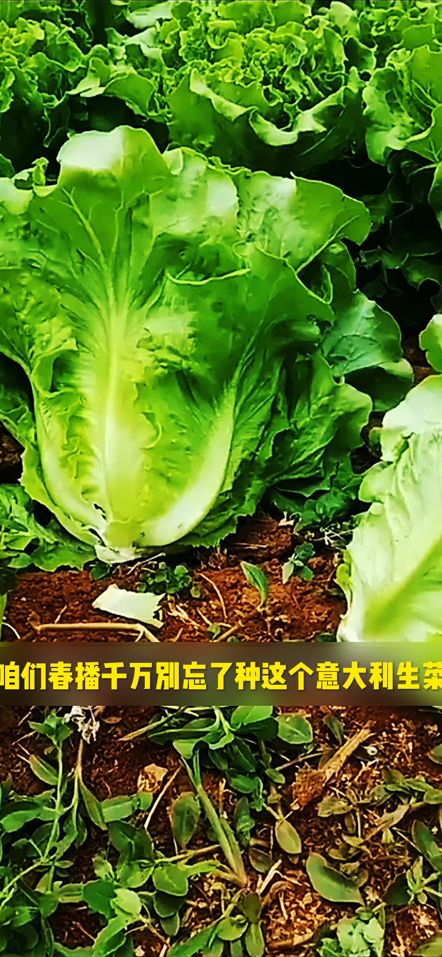 意大利生菜的口感,脆脆的,嫩嫩的,还带清香,特别适合家庭小院阳台盆栽