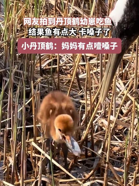 网友拍到丹顶鹤幼崽吃鱼,结果鱼有点大,卡嗓子了