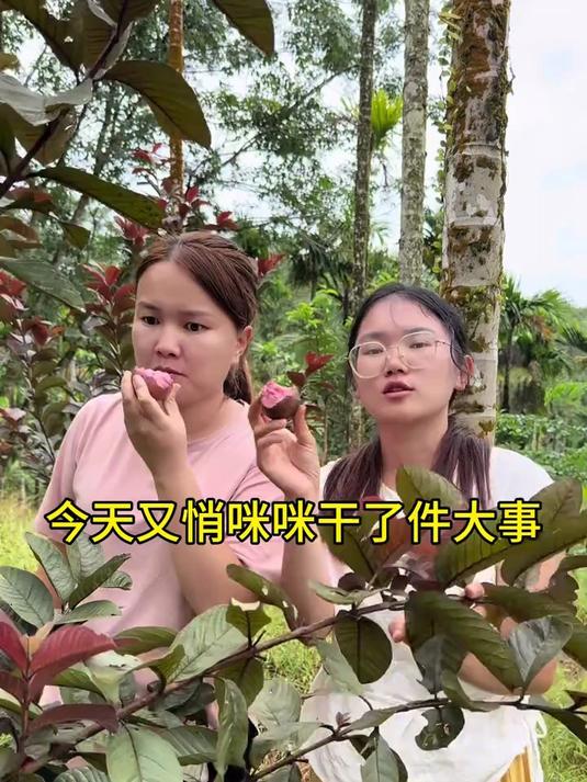 悄悄地干了件大事,把家里妃子笑荔枝改接成糯米糍鸡嘴荔和越州红