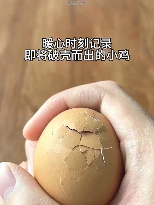 记录小鸡破壳而出的瞬间,生命太奇妙了