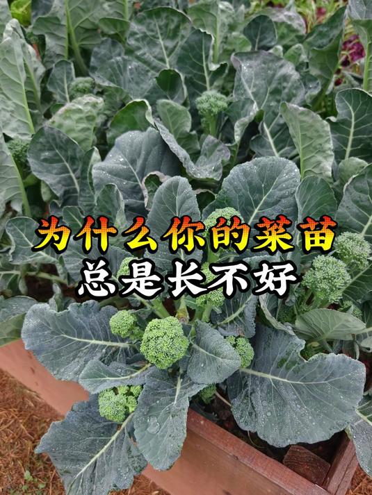 为什么你的菜苗总是长不好