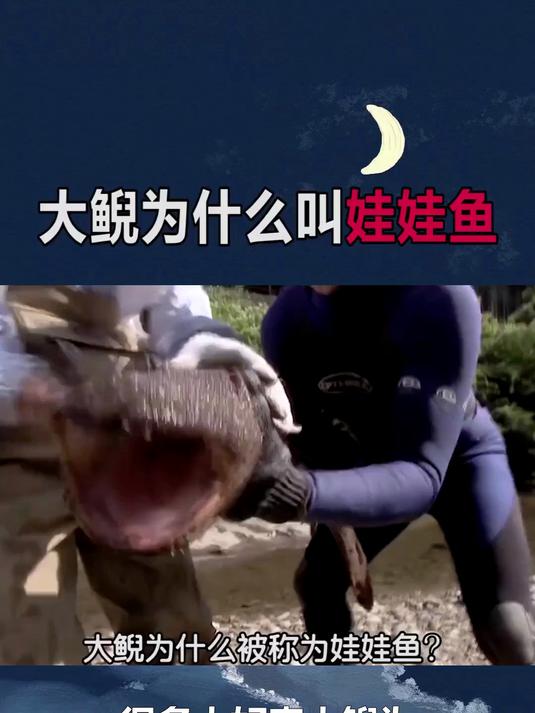 大鲵为什么叫娃娃鱼？揭秘这种珍稀两栖动物的秘密！
