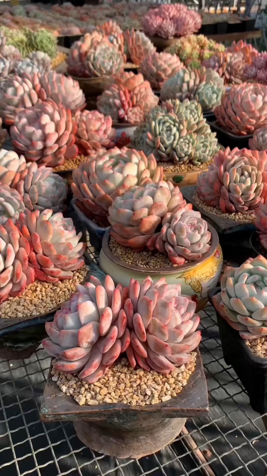 多肉橙梦露怎么养?分享3个妙招,教你养好橙梦露