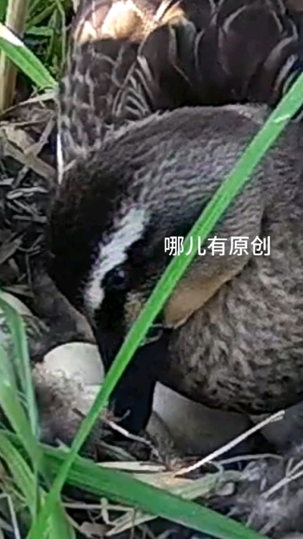 春天一只斑嘴野鸭在我家虾塘芦苇里做窝下蛋,整整一个月我都绕着走,不忍心打扰