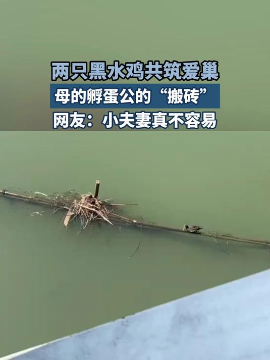 两只黑水鸡共筑爱巢,母的孵蛋公的“搬砖”