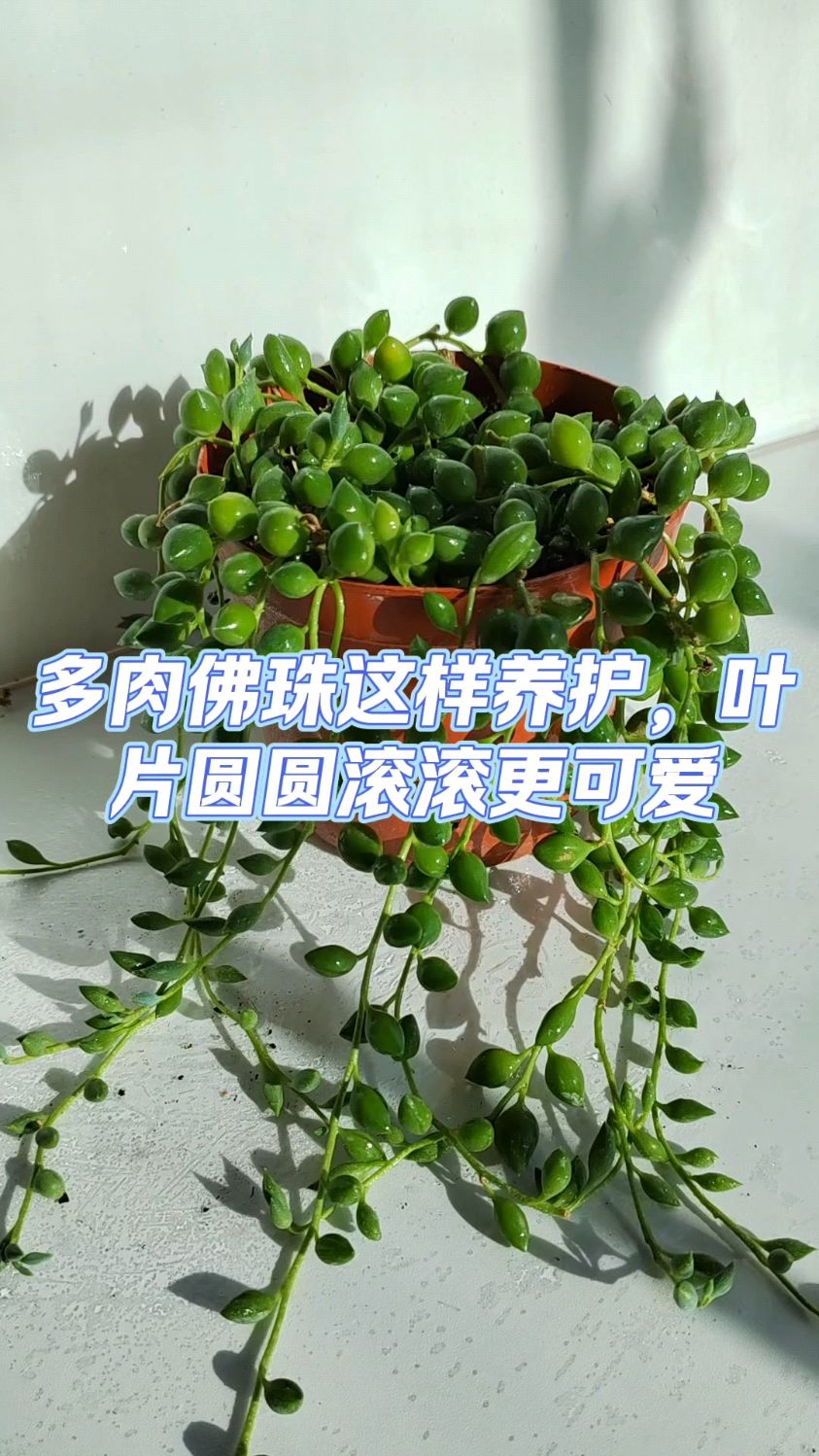 多肉佛珠这样养护叶片圆圆滚滚更可爱
