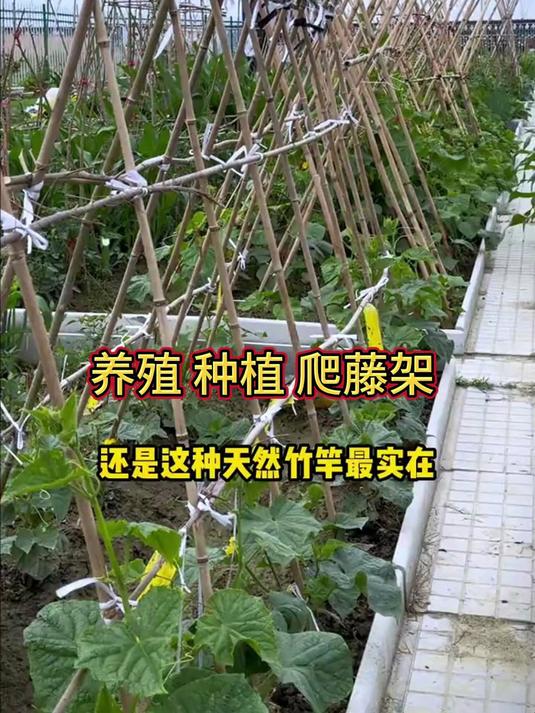 这是竹竿菜园搭架的竹竿，搭蔬菜、黄瓜、番茄、豆角、架杆竹篱笆栅栏，小竹子细竹竿爬藤架子