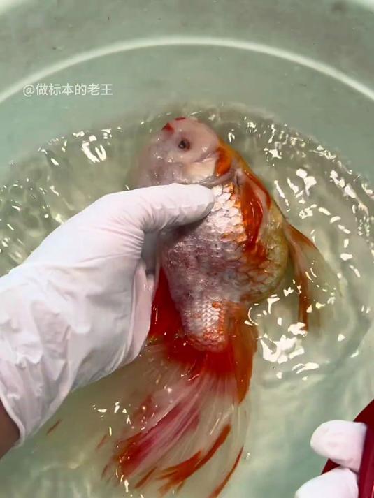 以后不能在水里翩翩起舞了,金鱼标本