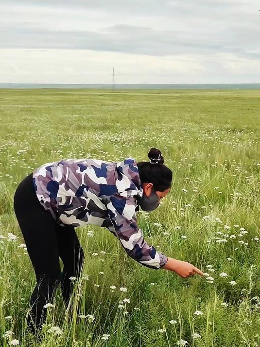 大草原野生韭菜花，开的满山遍野都是，有事采花得一天