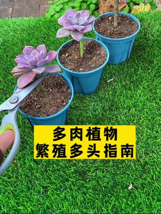 多肉植物怎样养护爆芽多?