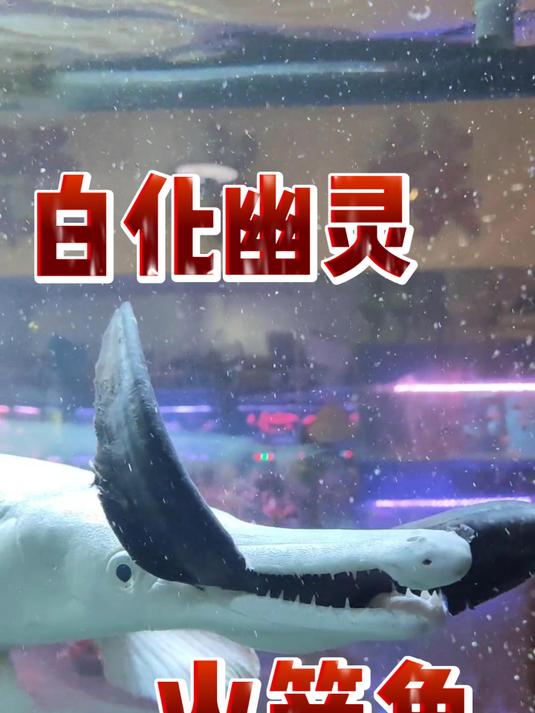 白化幽灵火箭鱼