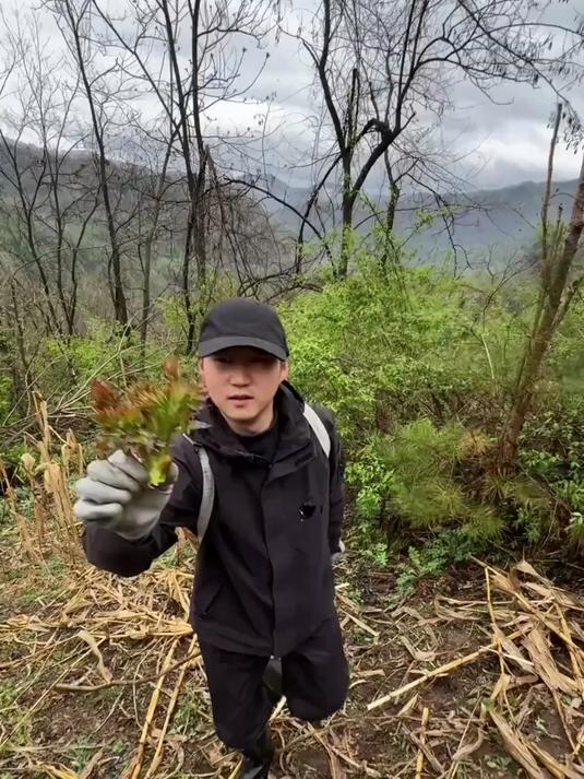 东北野菜之王刺嫩芽