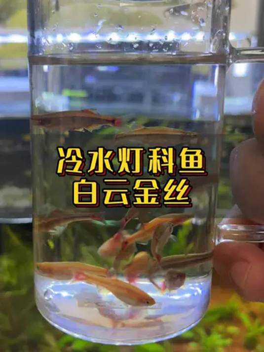 新手养鱼选白云金丝,冷水无需加热棒,性情温顺好混养